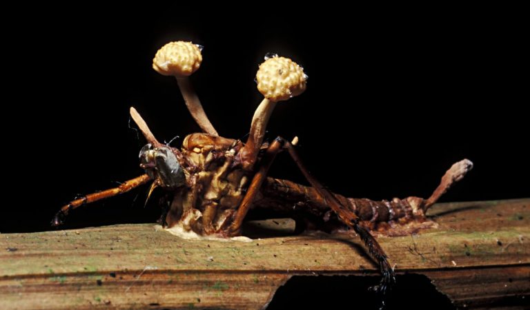 Insectos zombi: la inquietante relación de ‘control mental’ entre bichos y parásitos | Ciencia Insectos zombi: la inquietante relación de ‘control mental’ entre bichos y parásitos | Ciencia