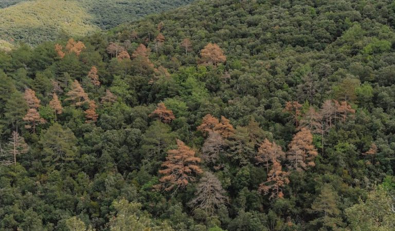 Cataluña : La muerte sin llamas de los árboles: investigadores advierten de la degradación de los bosques por el clima | Clima y Medio Ambiente Cataluña : La muerte sin llamas de los árboles: investigadores advierten de la degradación de los bosques por el clima | Clima y Medio Ambiente